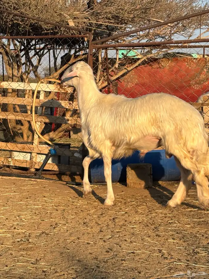 فحل أصفر أبرص 3