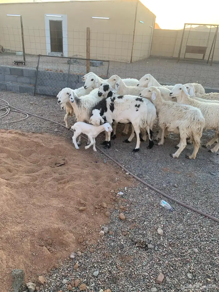 ضان مضاريع ودفيع وولد 0