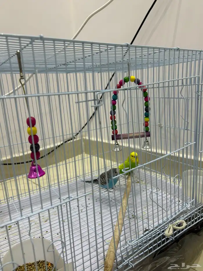 طيور للبيع 0