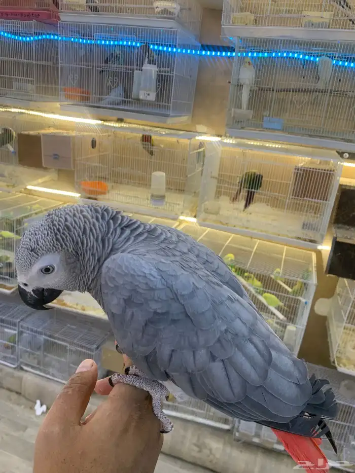 للبيع ببغاء كاسكو ثلجي 4