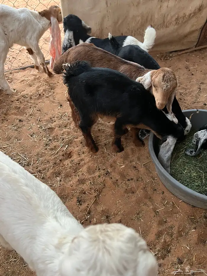 غنم تيوس وجفار للبيع العدد 11الموقع الخرج 1