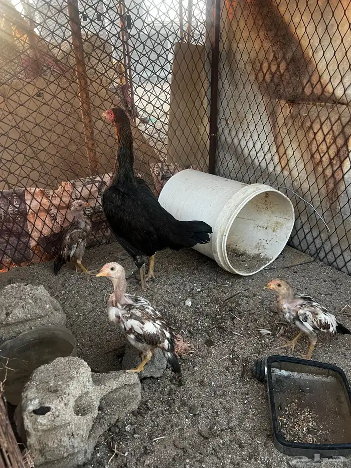 دجاجه باكستاني عليها 3 فروخ 1