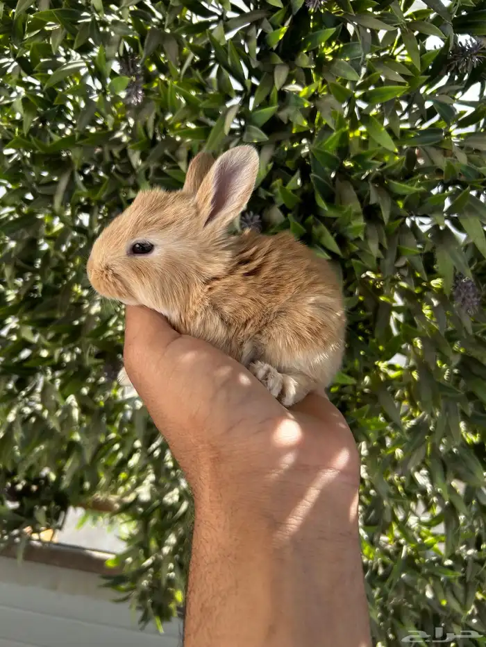 ارانب قزم كيوت و لطيفة و احجم صغيره 8