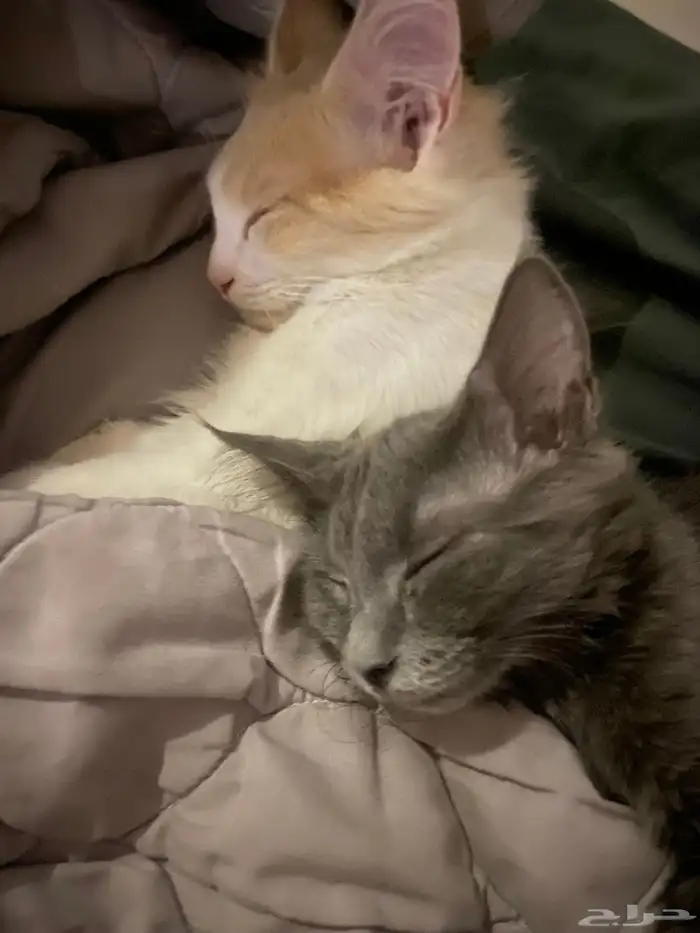 قطط لتبني عمرهم سته او سبعه شهور انثى وذكر مافيهم امراض 1