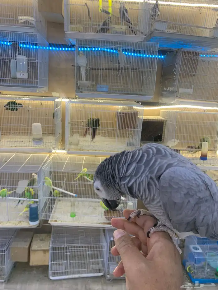 للبيع ببغاء كاسكو ثلجي 5