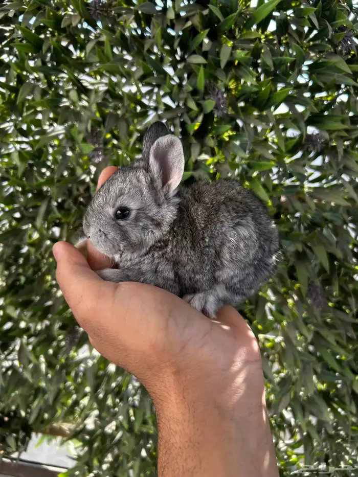 ارانب قزم كيوت و لطيفة و احجم صغيره 14