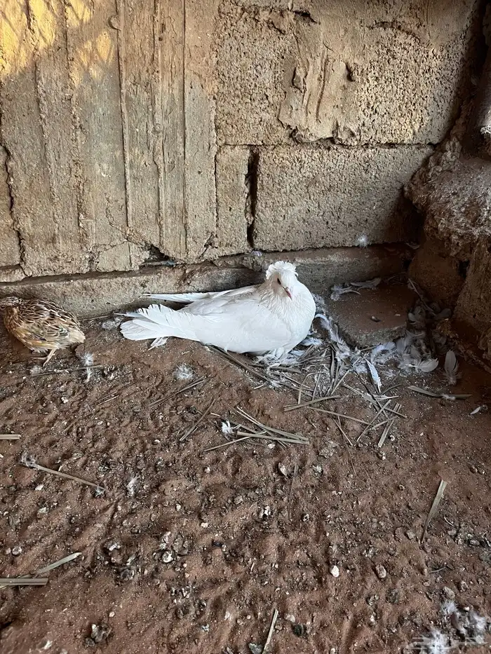 حمام مانتوبان 0