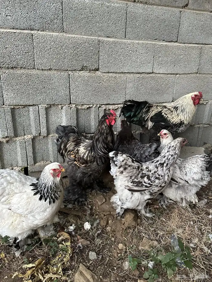 دجاج براهما مستوي توب 10