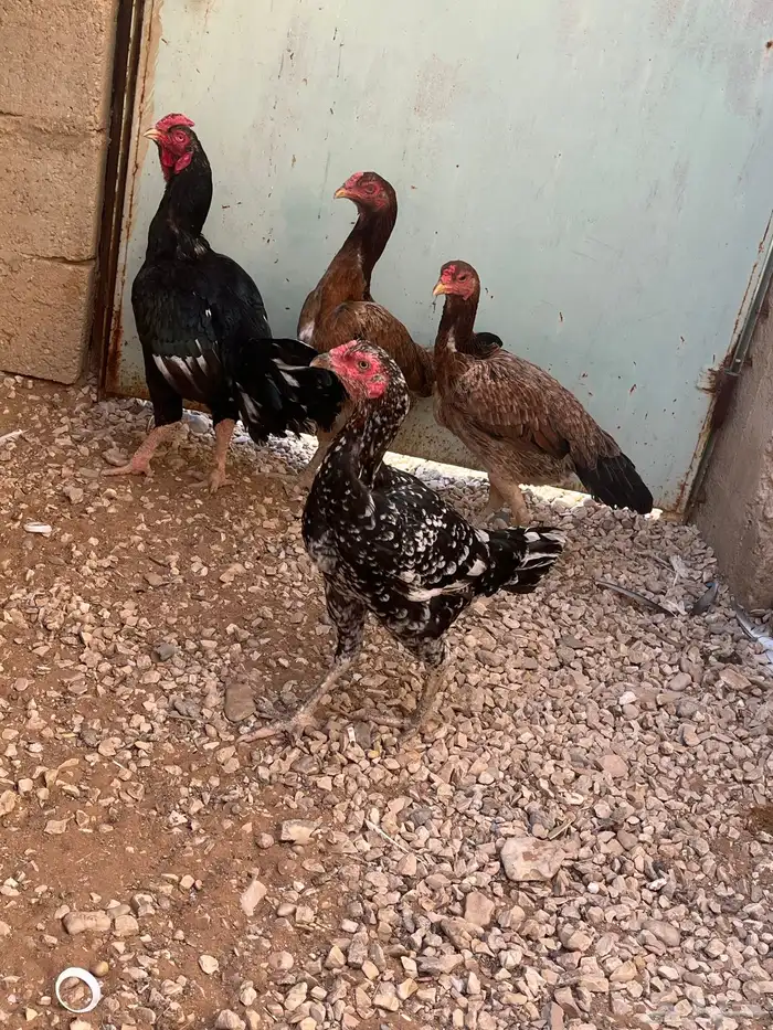 ديك وثلاث دجاجات للبيع 1
