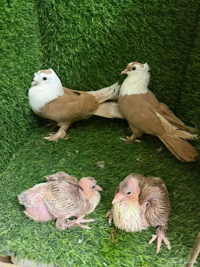 حمام لبناني 5