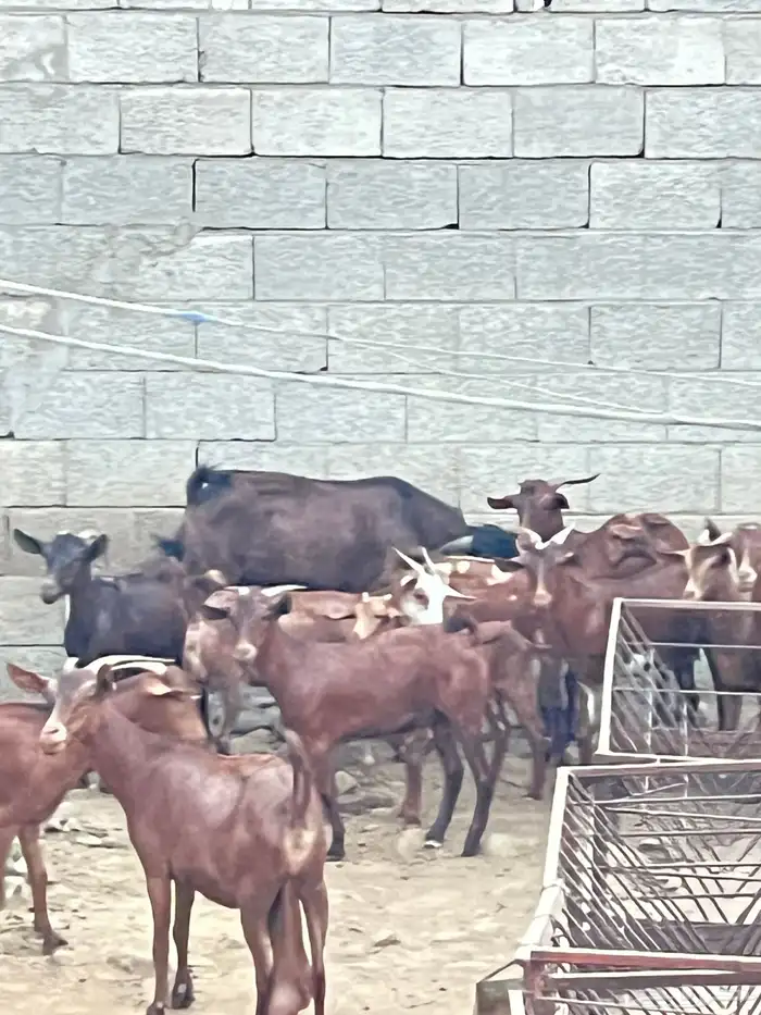 معزاء دهم للبيع 1