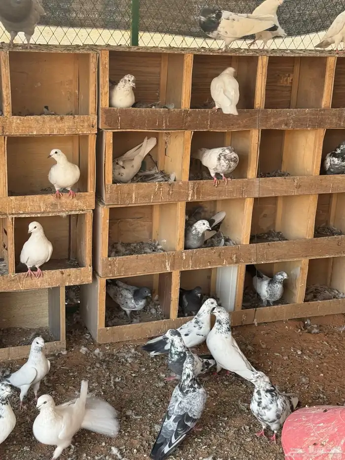 حمام باكستاني موضح طيرانه بالفيديو 1