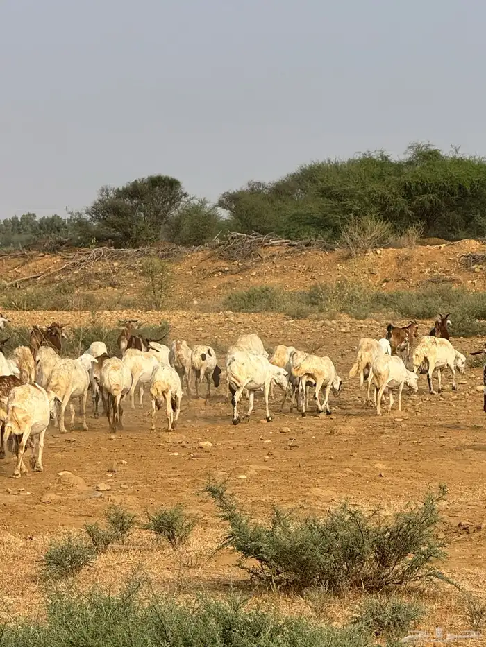 للبيع غنم دهم العدد 60 وضأن العدد 35 3