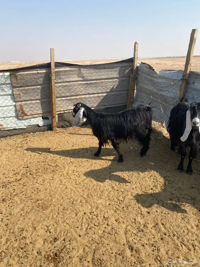 رباعيات مضاريع 0