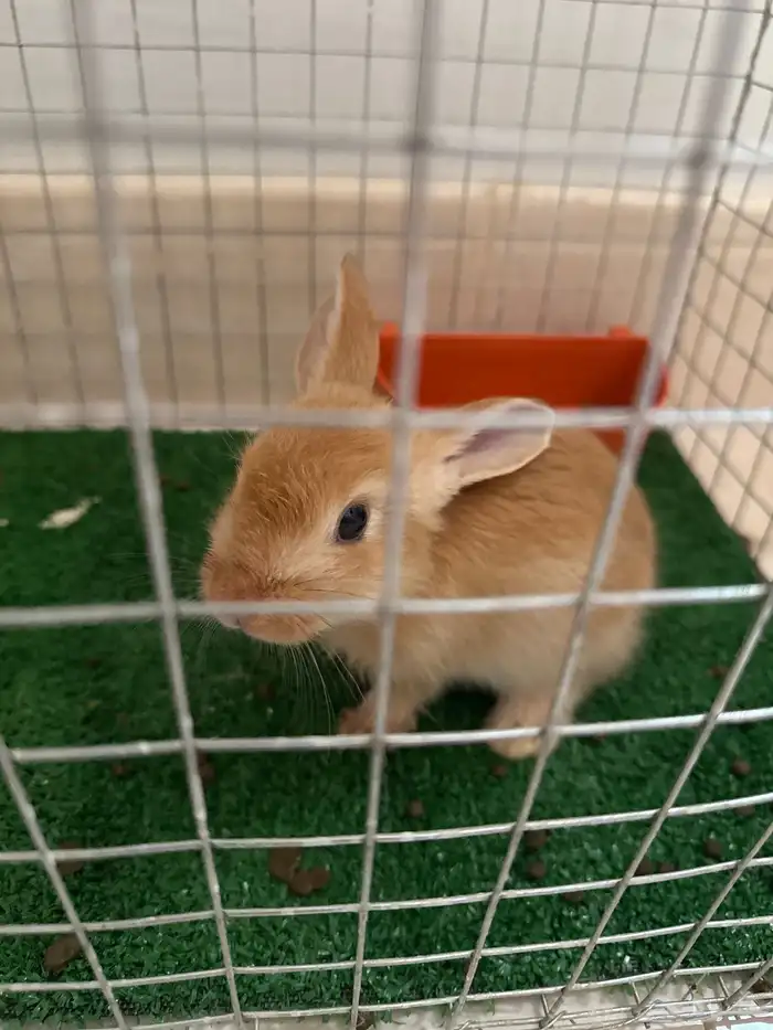 ارنب للبيع 1