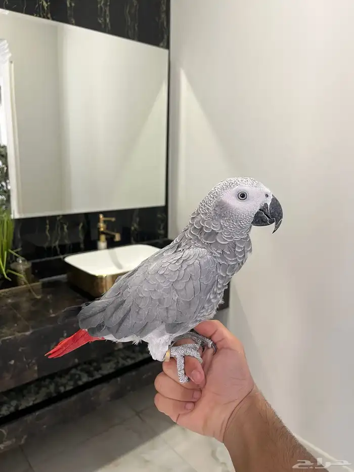 كاسكو اليف ومتكلم 1