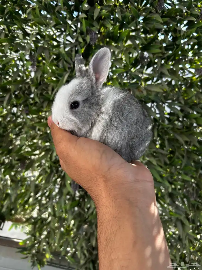 ارانب قزم كيوت و لطيفة و احجم صغيره 9