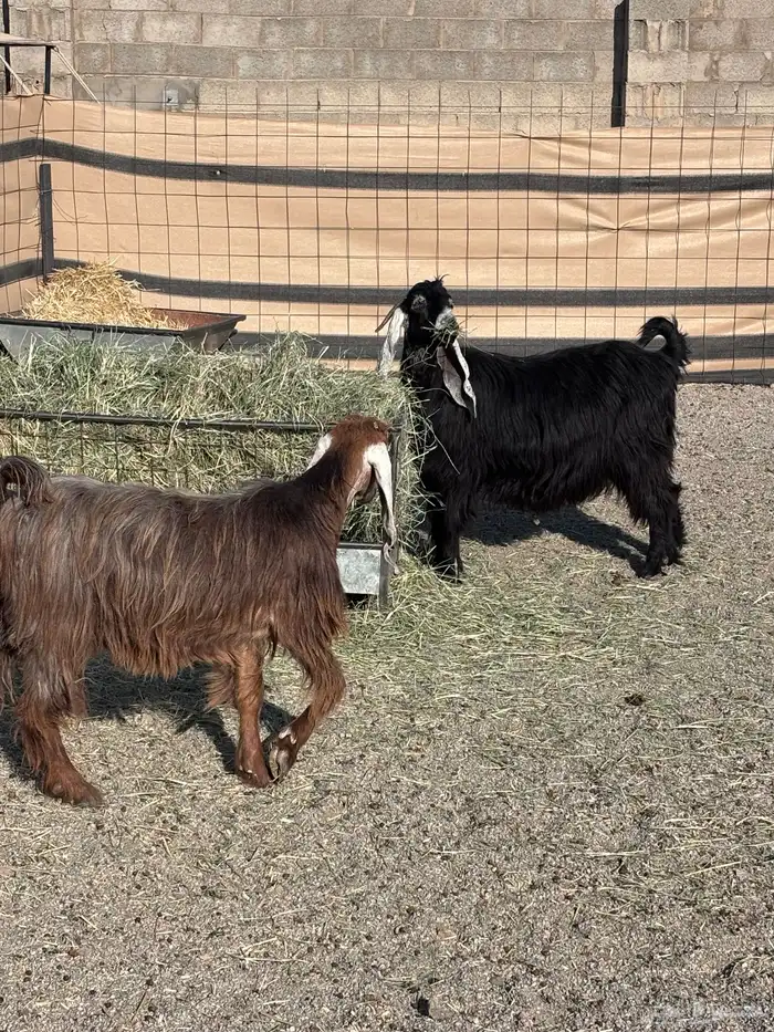 عوارض دفيع بالدوادمي 1