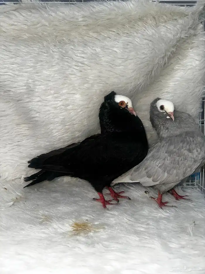 زوج منتج وفروخ باكستاني مسابقات 6