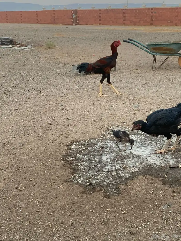 الجموم الشاميه 0