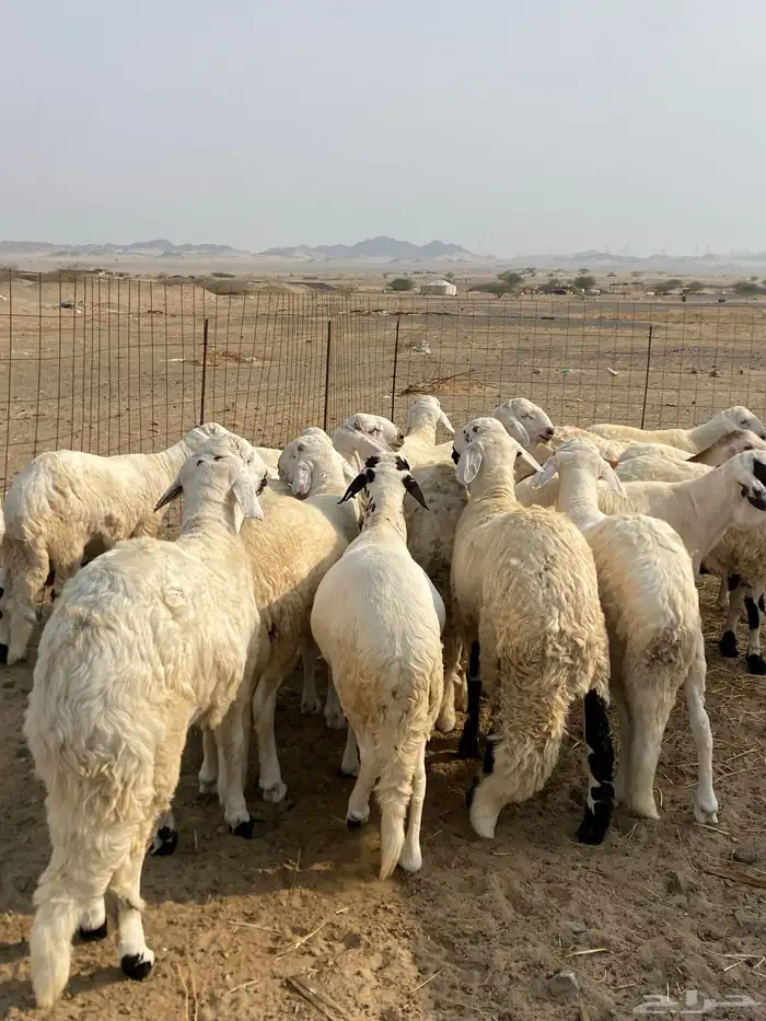 سواكن ابيض تربية فاخرة واحجام جبرة يتوفر الذبح والتوصيل 0