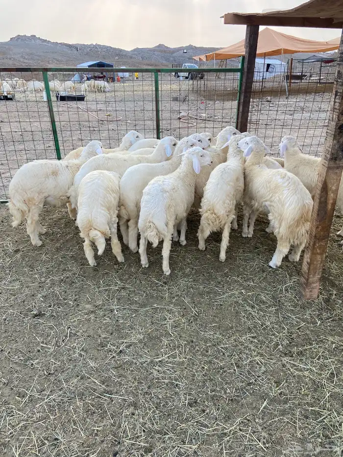 طليان ذبايح للبيع 0