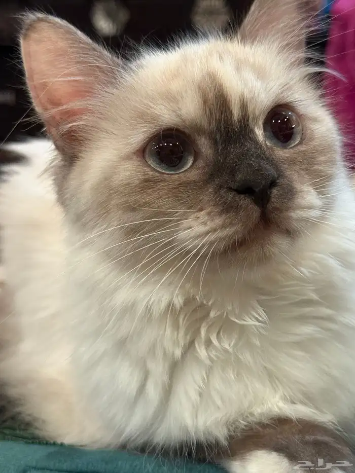 قطه هيمالايا للبيع عمرها 3 شهور. 0