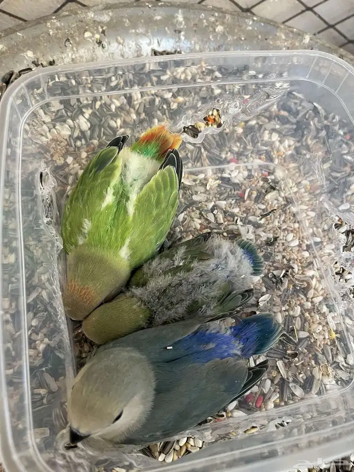 للبيع فروخ روز 0