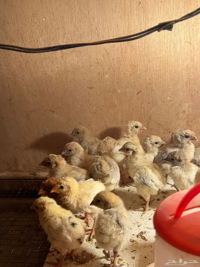 للبيع صيصان فيومي 0