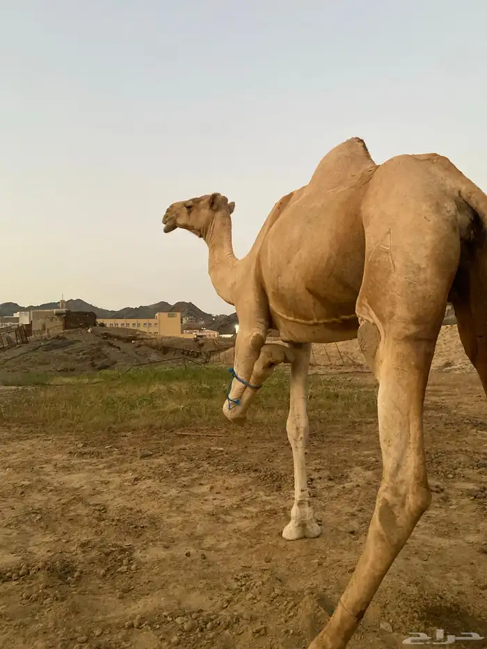 ناقه اركيه للبيع 2