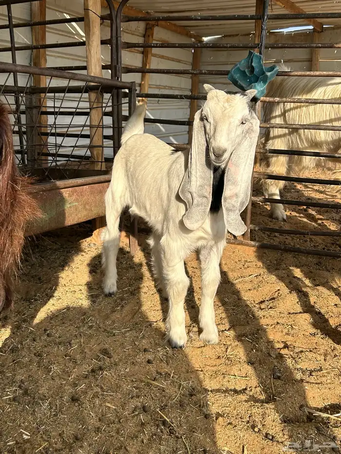 تيوس منادي 0