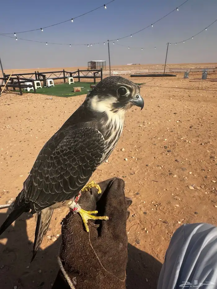 بكه او جليميه 1