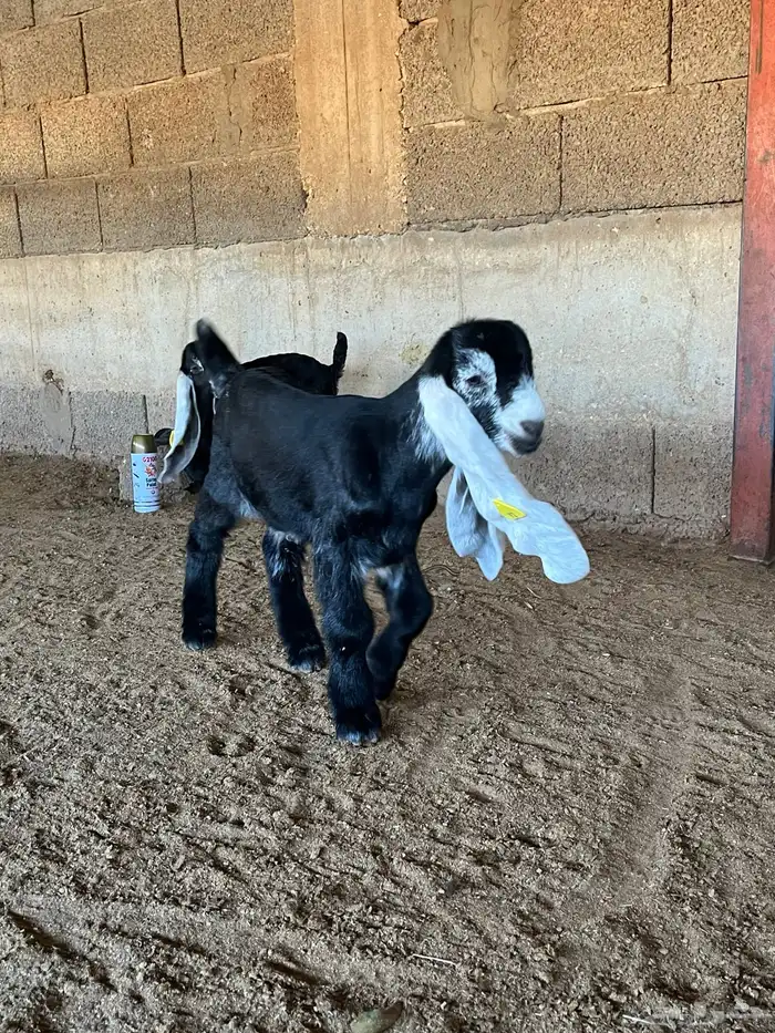 عنز عارضية صنف متبع 2