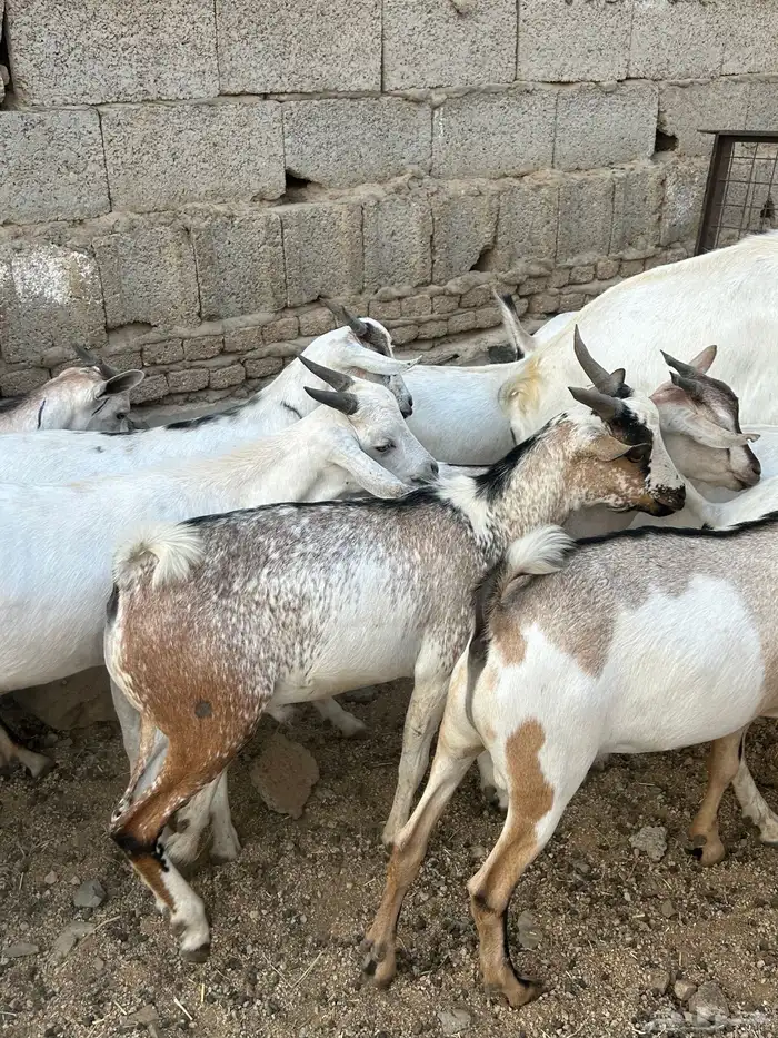 تيوس مرابي 2