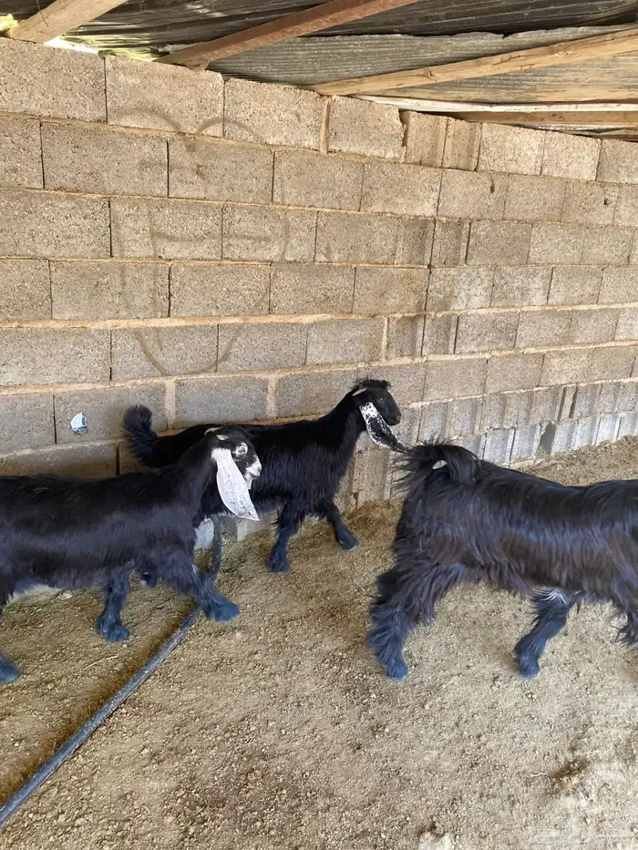 جفرات للبيع 2