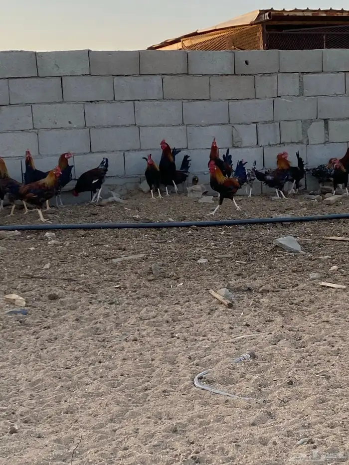 للبيع ديوك بلدي نظيفه سليمه محصنه العمر 5 شهور العدد 28 2