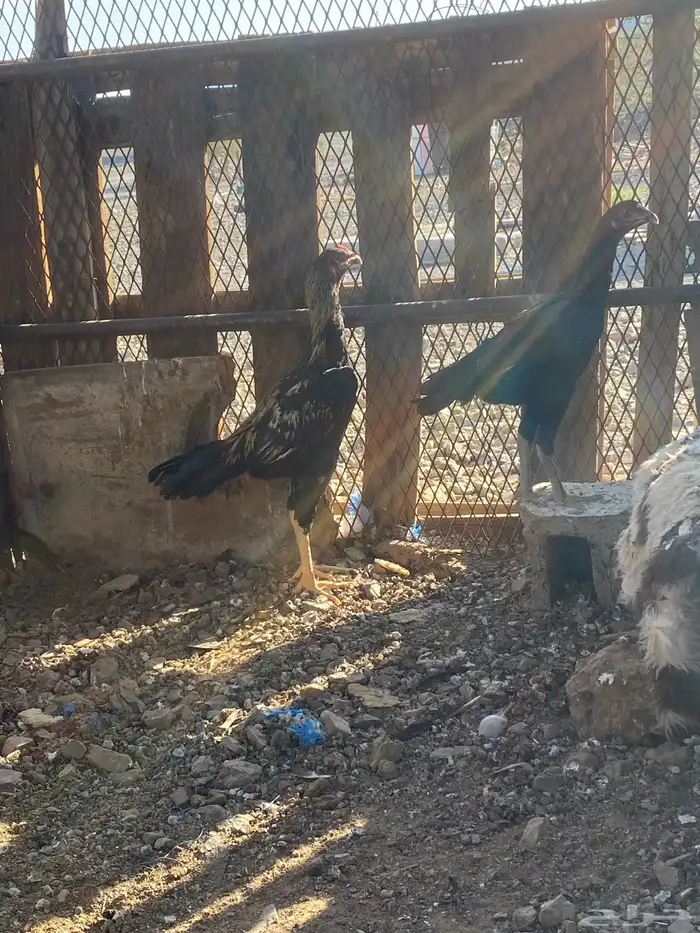 دجاج باكستاني 0