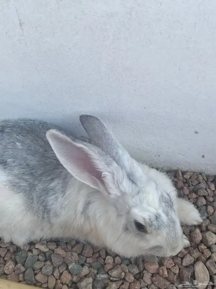 ذكر وحد انثئ 2 2