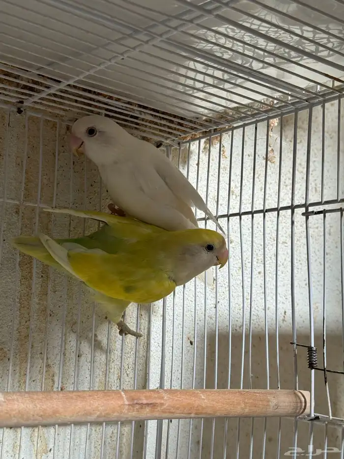 للبيع ازواج روز منتجه 15 زوج 33