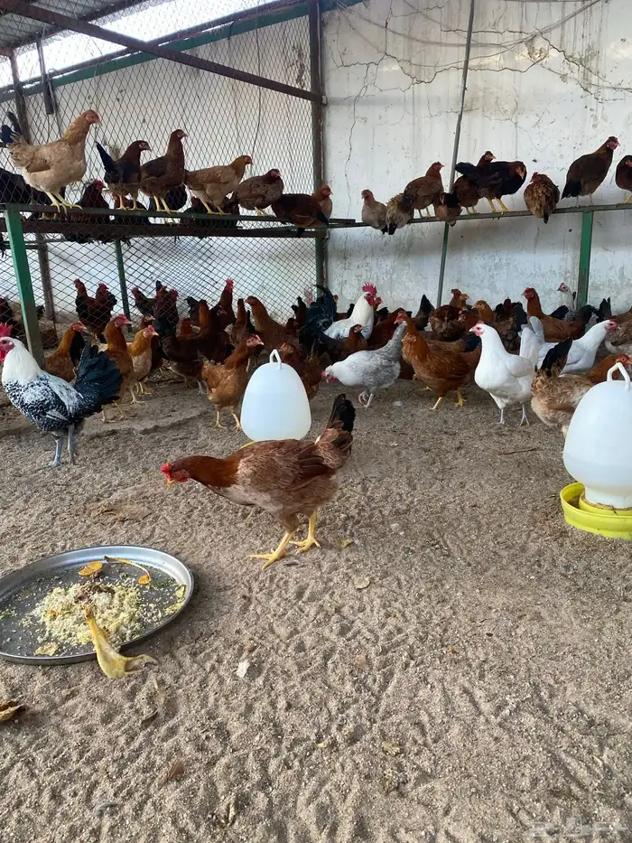 طيور بيت الزاجل 42