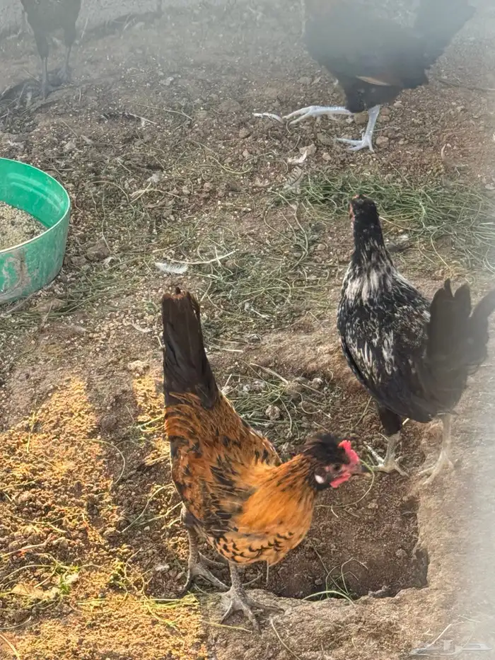 دجاج ودياكه 10