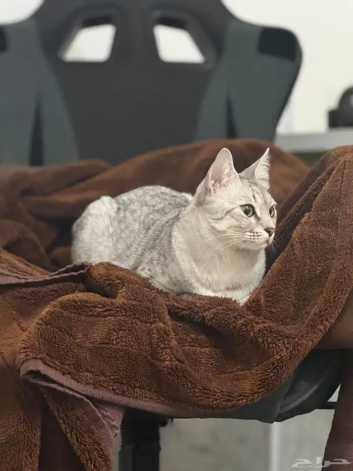 قطه للتبني 0