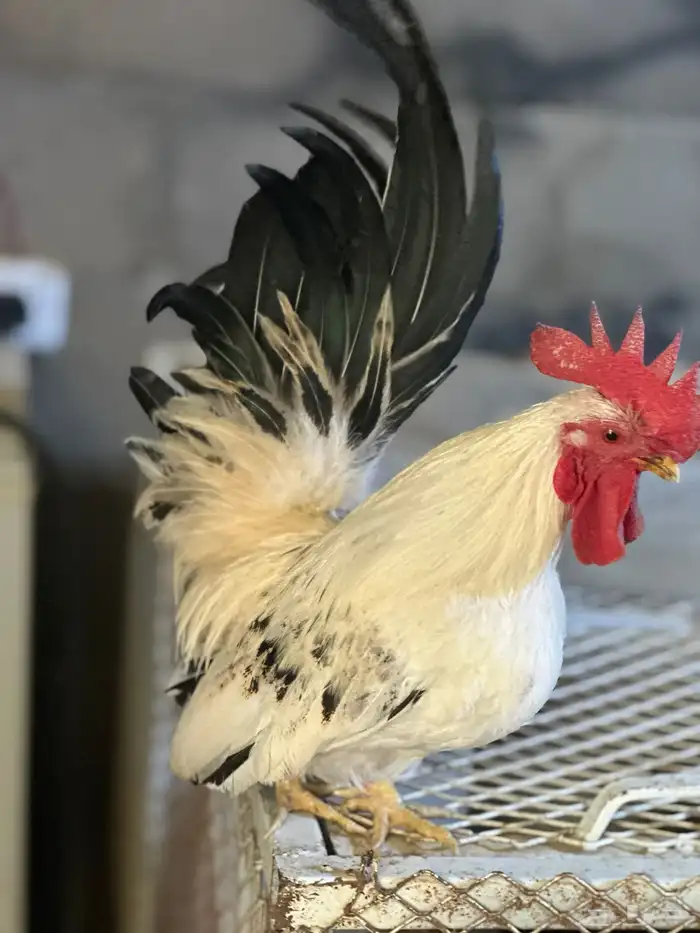 دجاج جبنيز جوز كولمبي 4