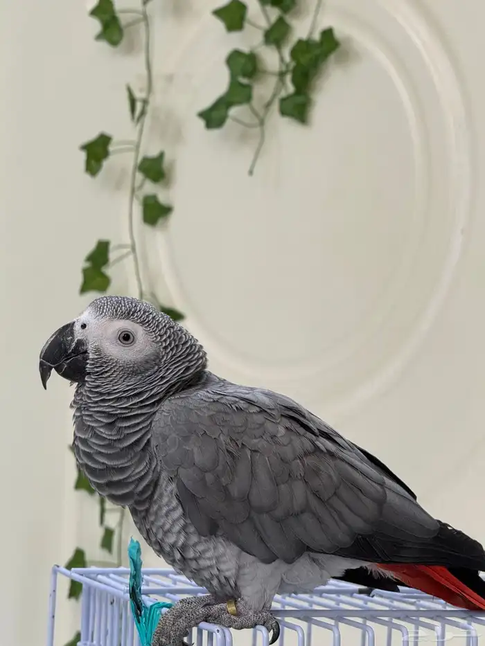 كاسكو ممتاز للبيع 0