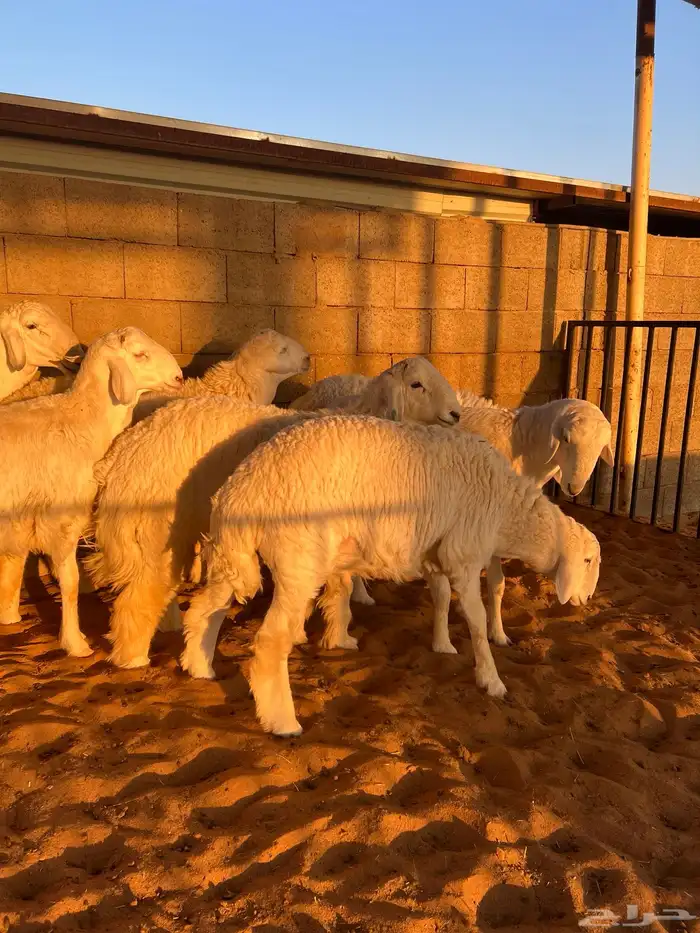 للبيع بهم حري فل شحم 3