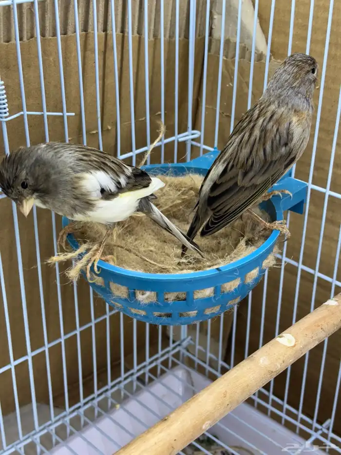 كناري سوري جوز مع 3 بيضات مخصبه 1