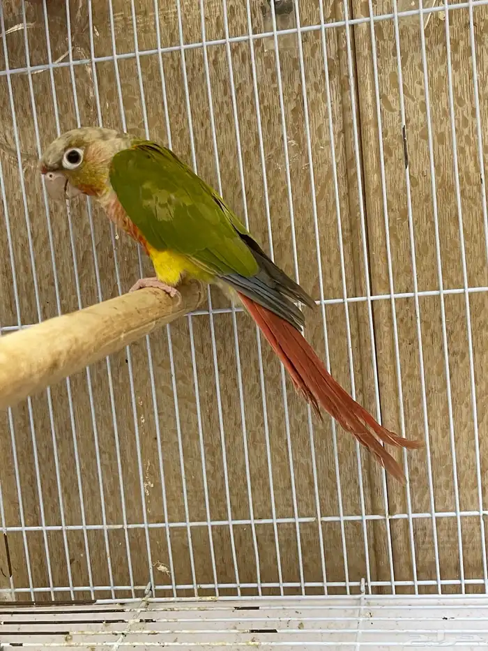 ذكر كنيور اناناس رد فاكتور منتج 2