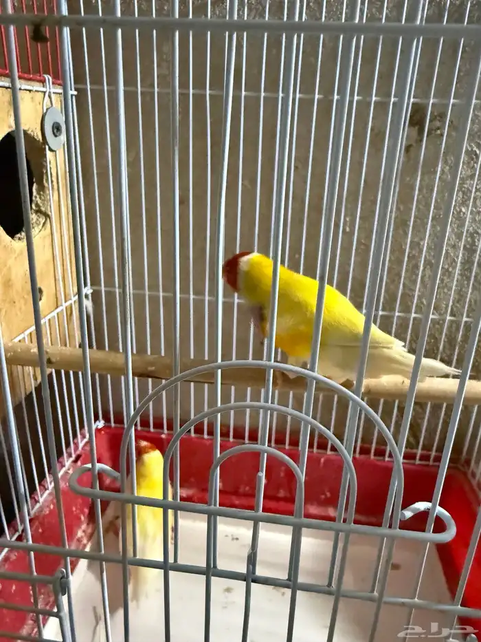 جوز قولدن فينش منتج 1