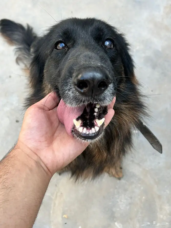 كلب جيرمن للبيع 0