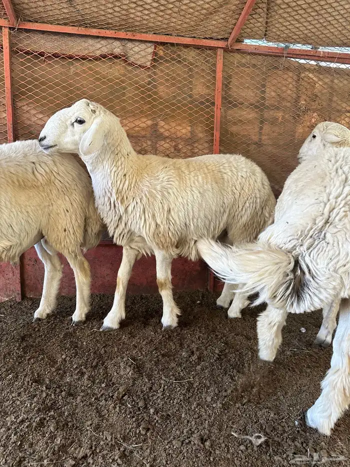 طليان للبيع ذابيح ومرعى 4